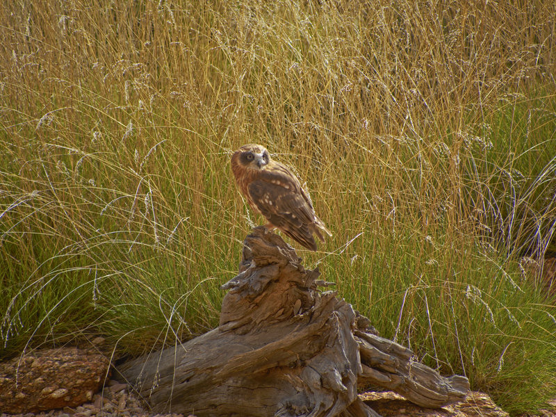 Alice Springs, Owl